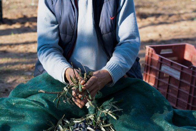 Close-up of a person hand-picking olives outdoors, highlighting traditional farming methods.