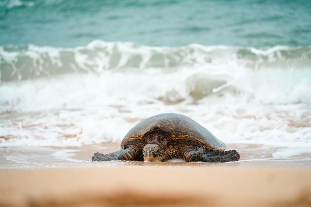 Turtle_on_kalamaki_beach_zante_october